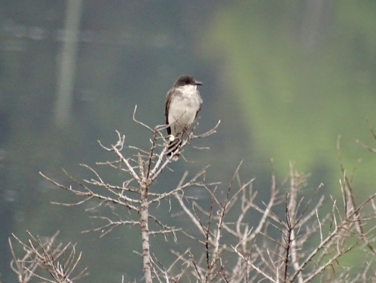 Eastern Kingbird - ML622678160