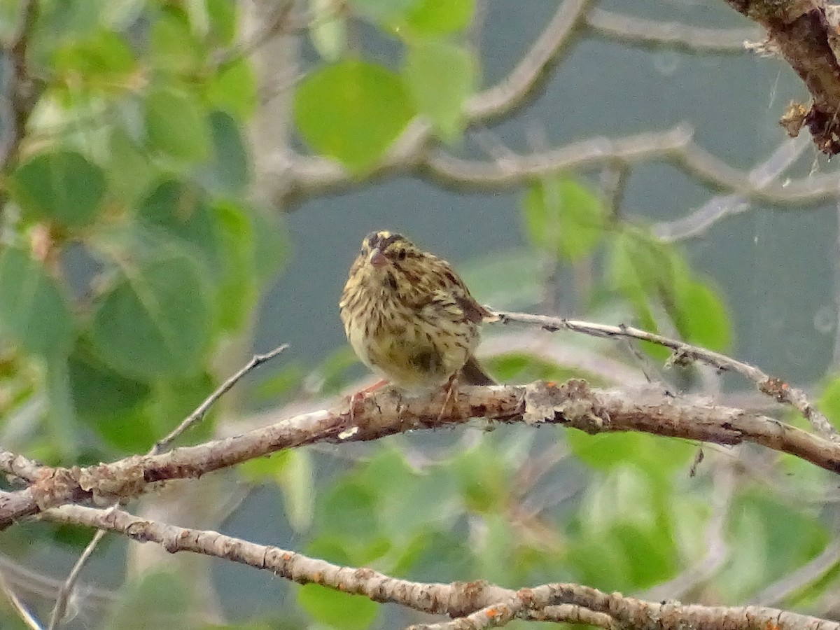 Savannah Sparrow - ML622678168