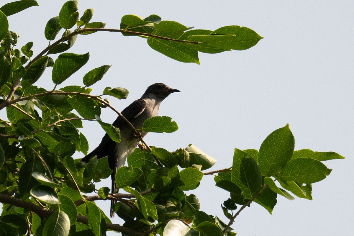 Gray-bellied Cuckoo - ML622678172