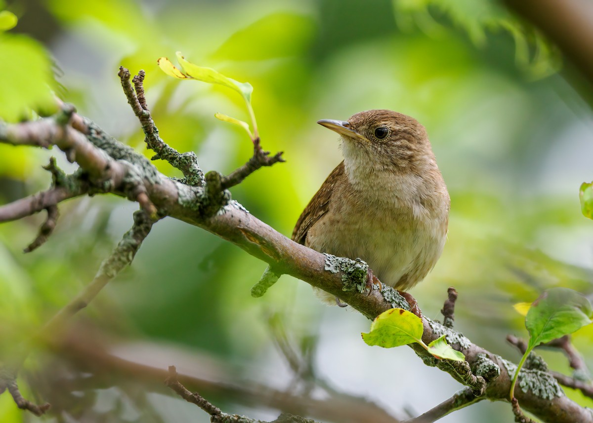 Northern House Wren - ML622678181