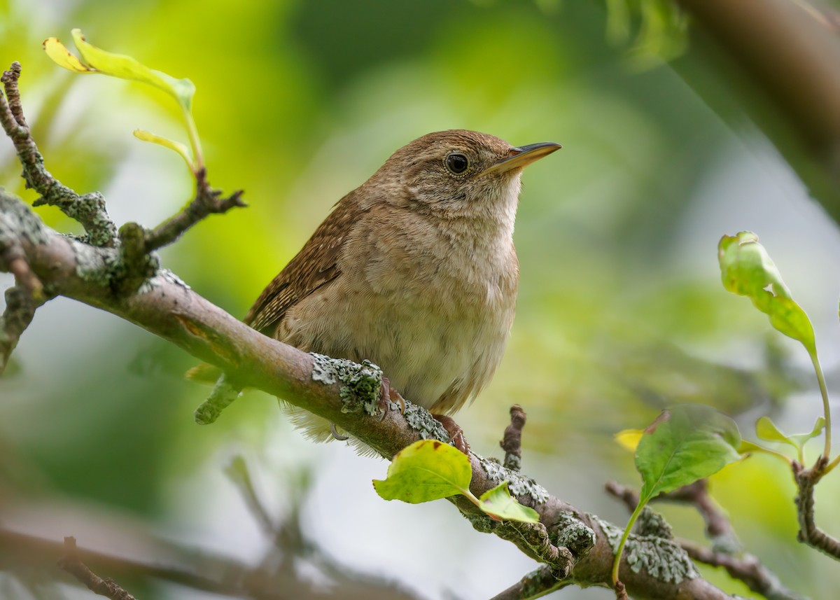 Northern House Wren - ML622678191