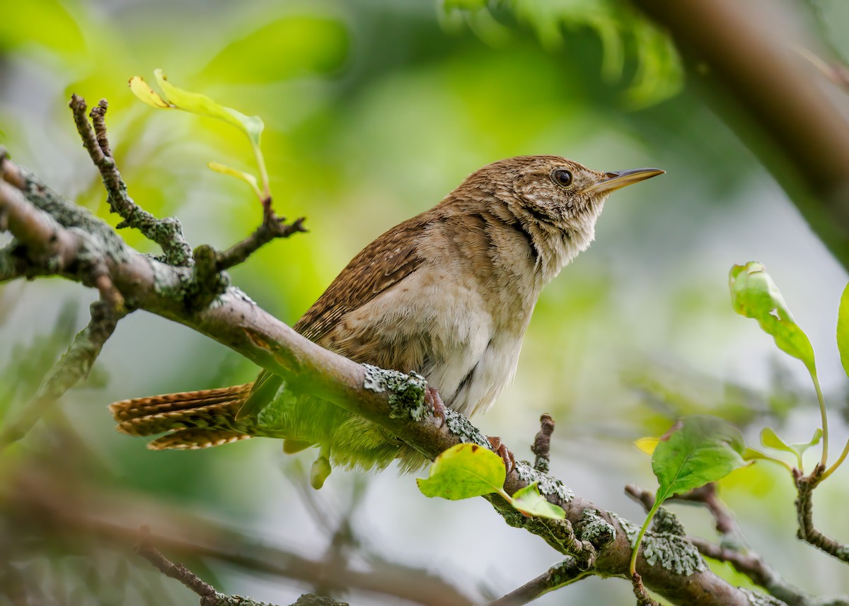 Northern House Wren - ML622678192