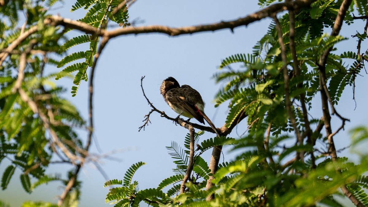 Red-vented Bulbul - ML622678214