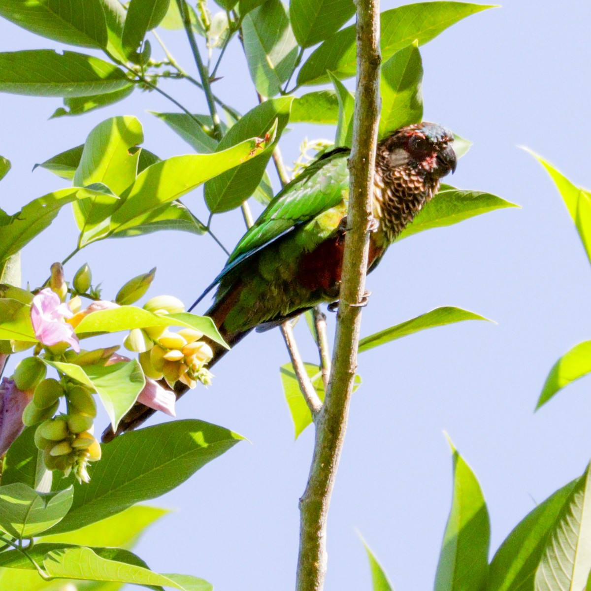 Painted Parakeet - ML622678225