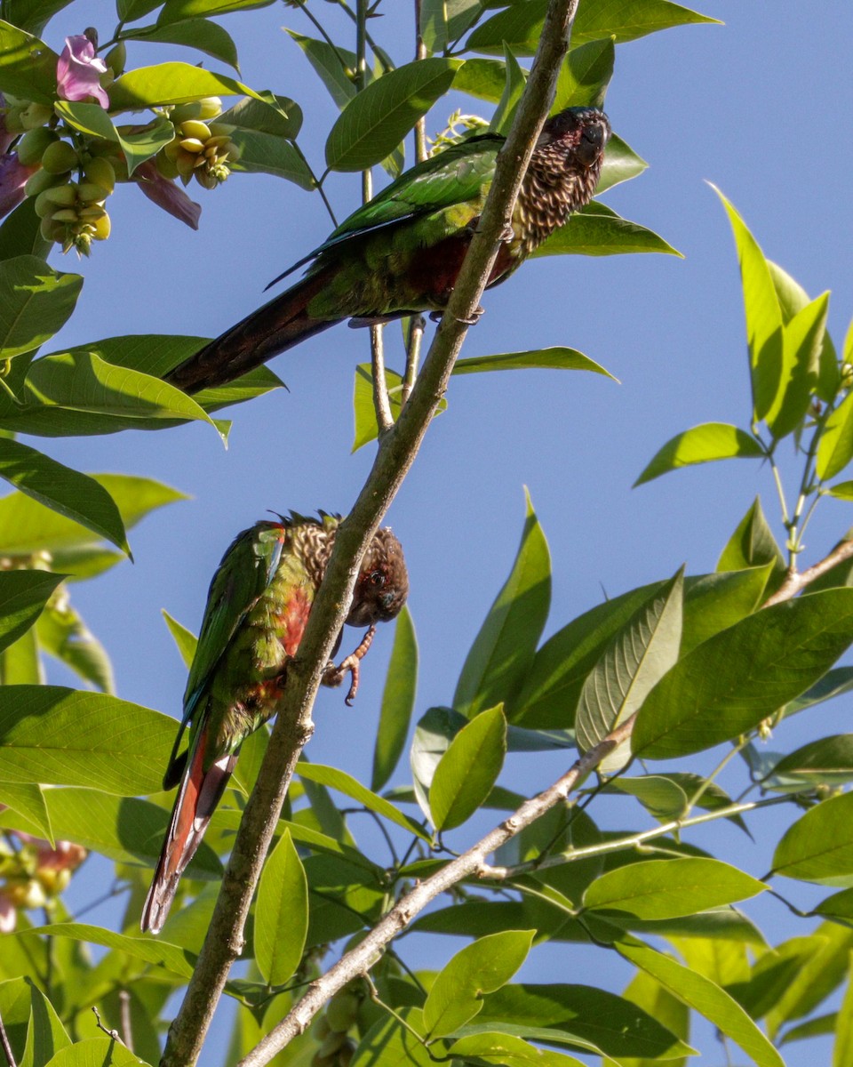 Painted Parakeet - ML622678226