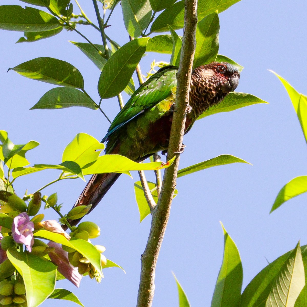 Painted Parakeet - ML622678227