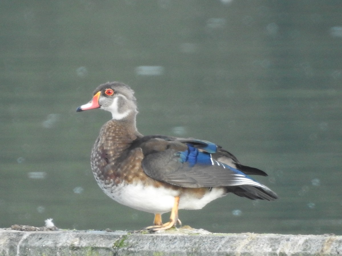 Wood Duck - Peter Erickson