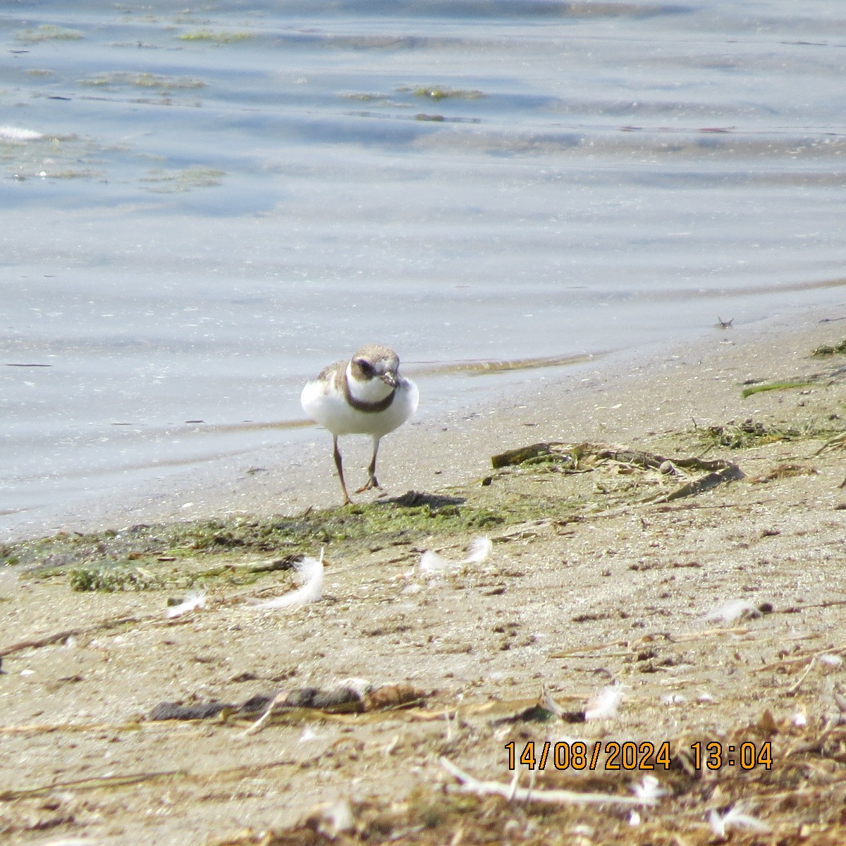 Semipalmated Plover - ML622678235