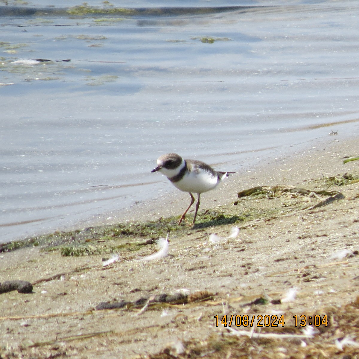 Semipalmated Plover - ML622678236