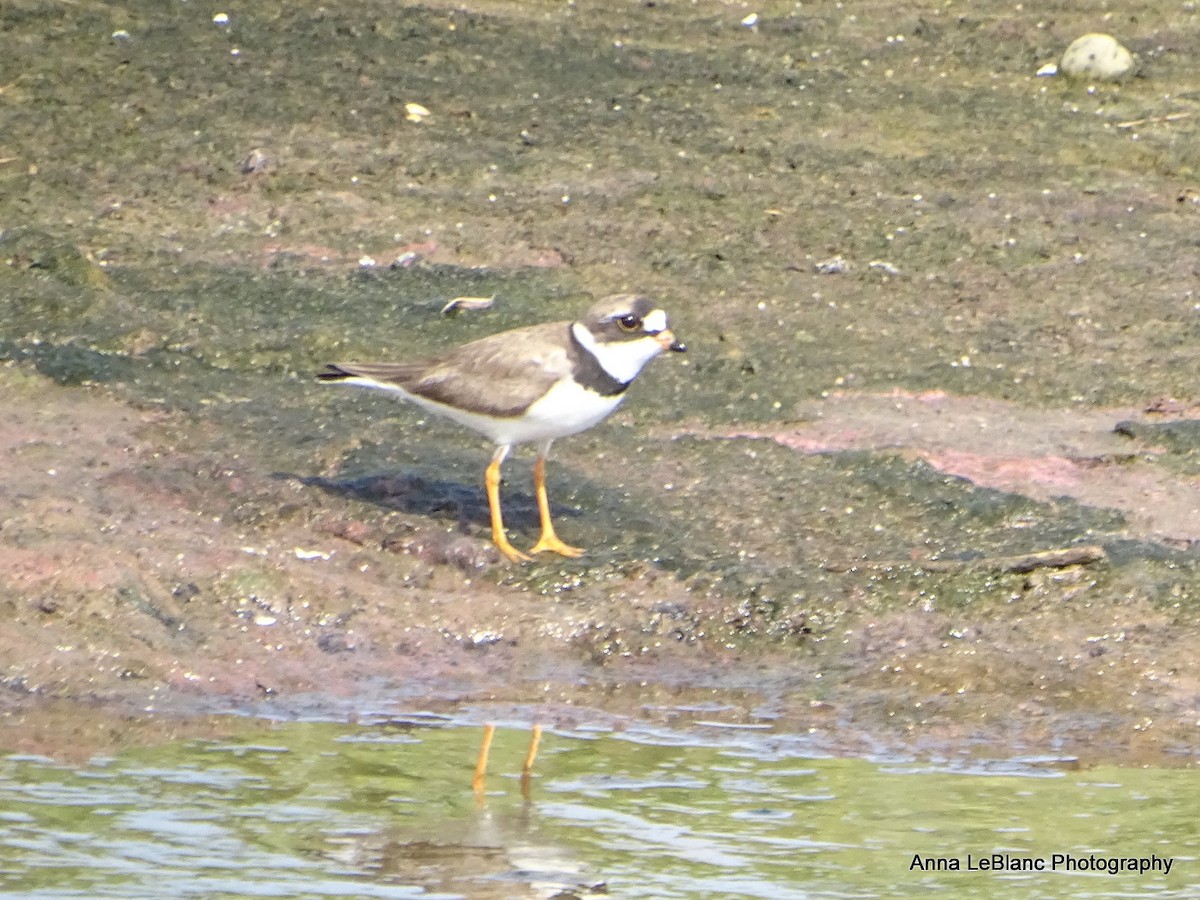 Semipalmated Plover - Anna LeBlanc