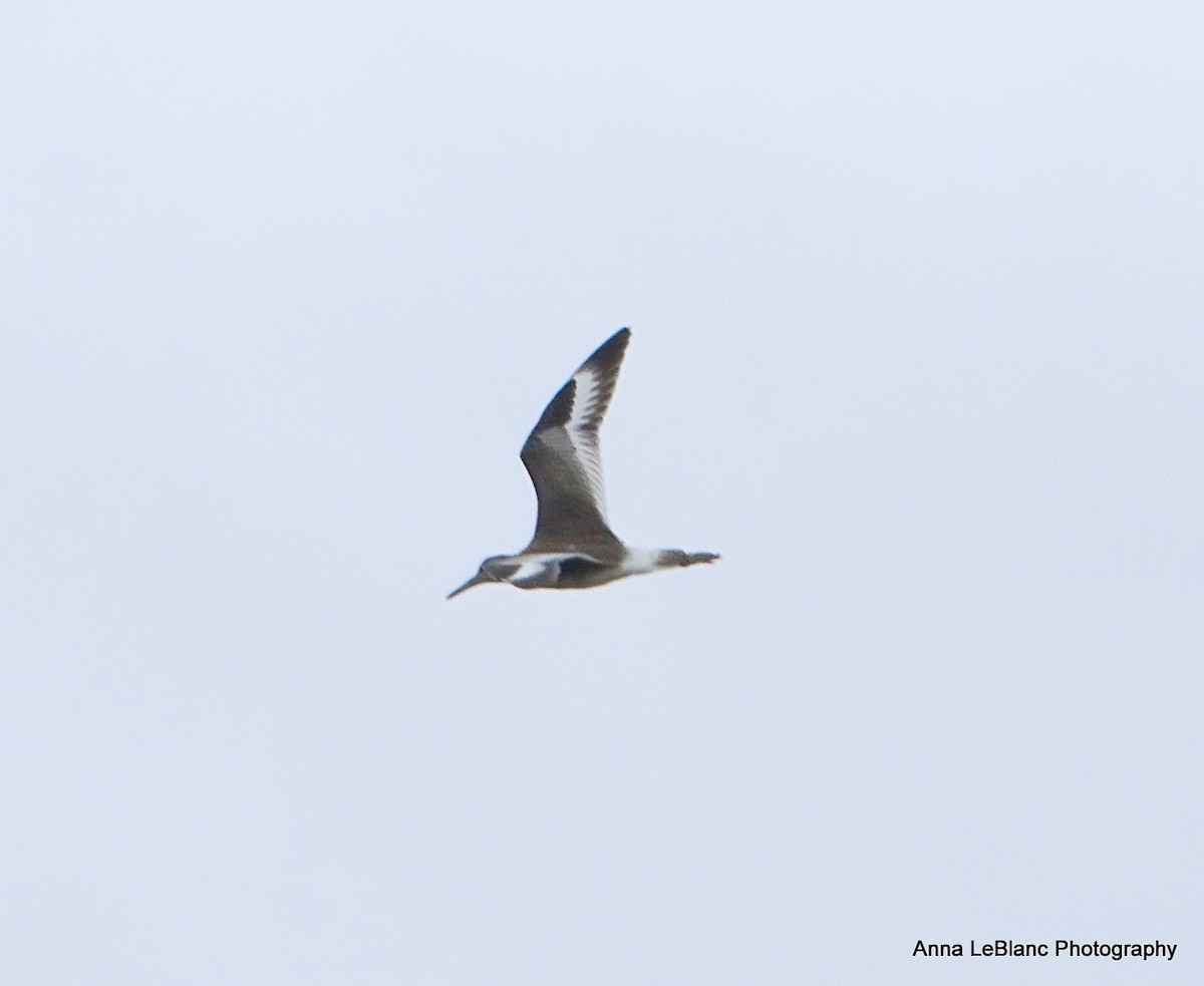 willetsnipe (semipalmata) - ML622678295