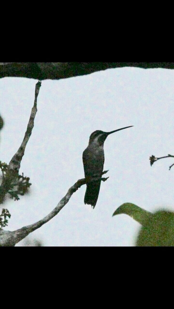 Plain-capped Starthroat - Hugo Mayen