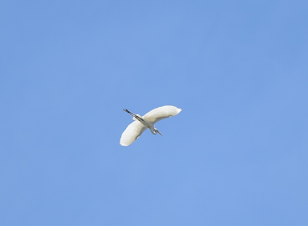 Great Egret - ML622678318