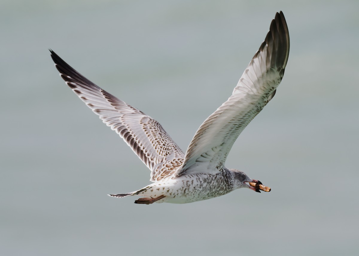 Ring-billed Gull - ML622678341