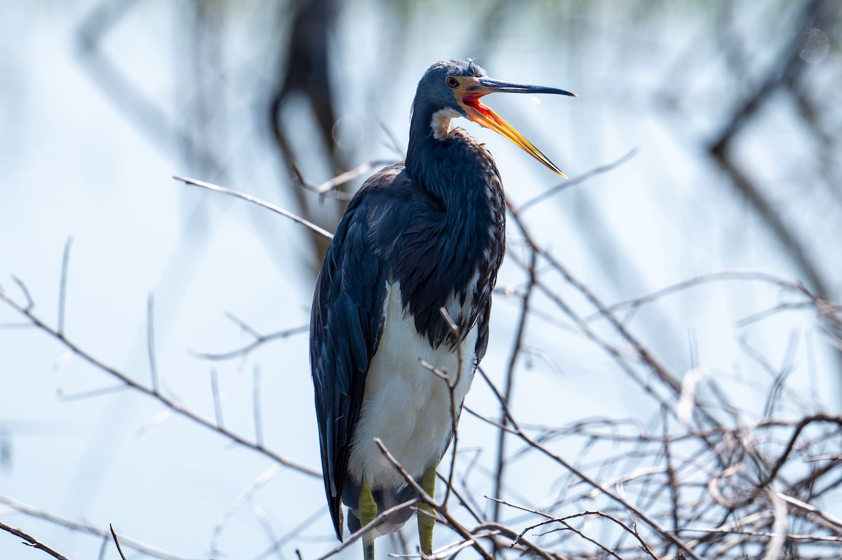 Tricolored Heron - Kurtis Kuykendall