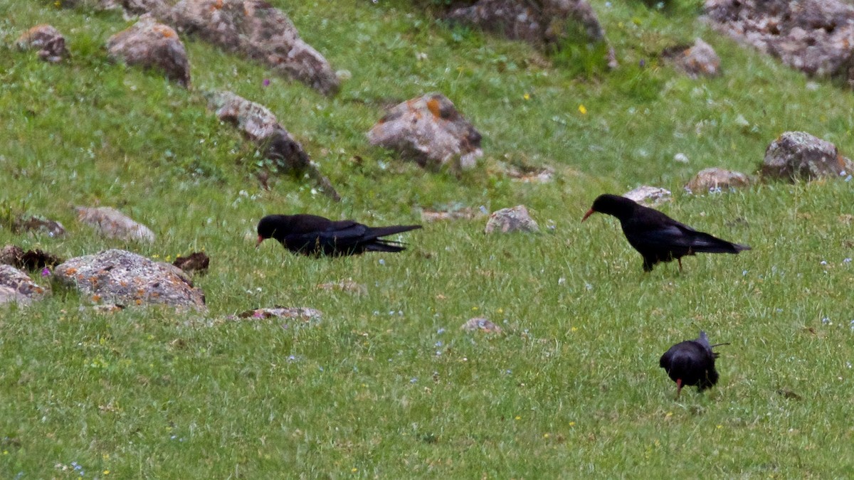 Red-billed Chough - ML622678360