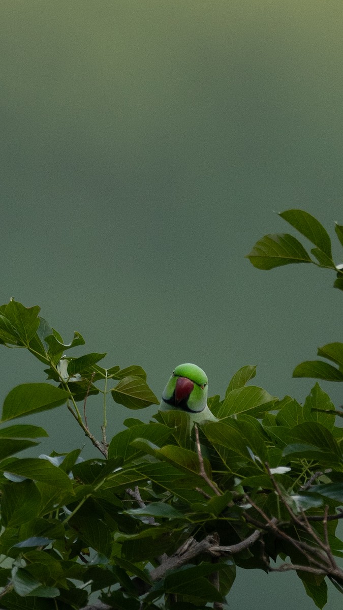 Rose-ringed Parakeet - ML622678367