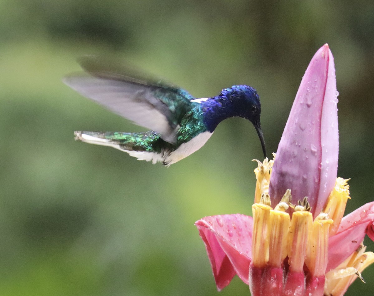 White-necked Jacobin - ML622678388