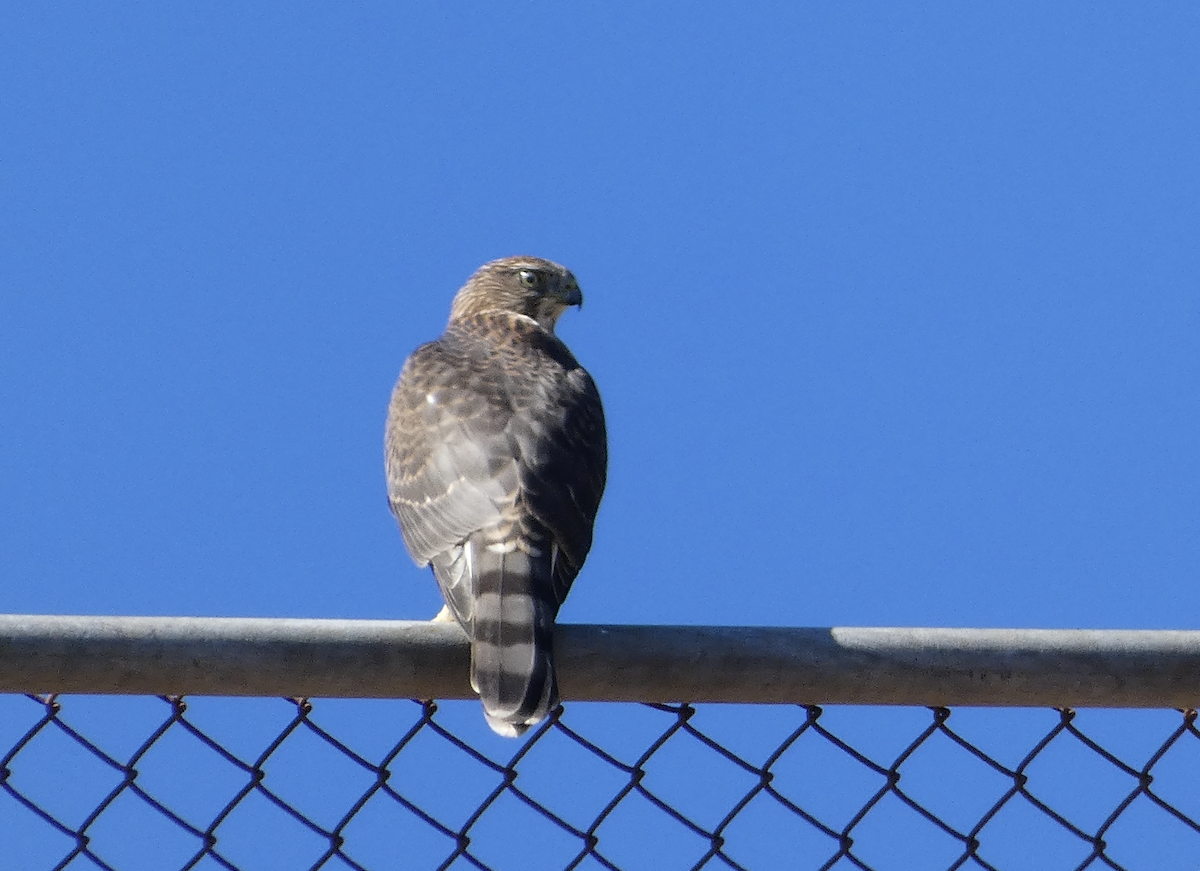 Cooper's Hawk - ML622678392