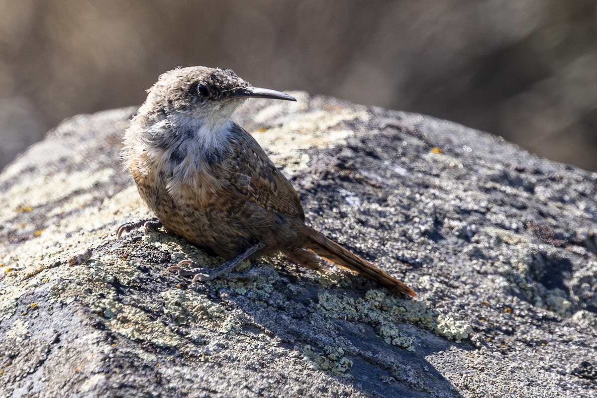 Canyon Wren - ML622678423