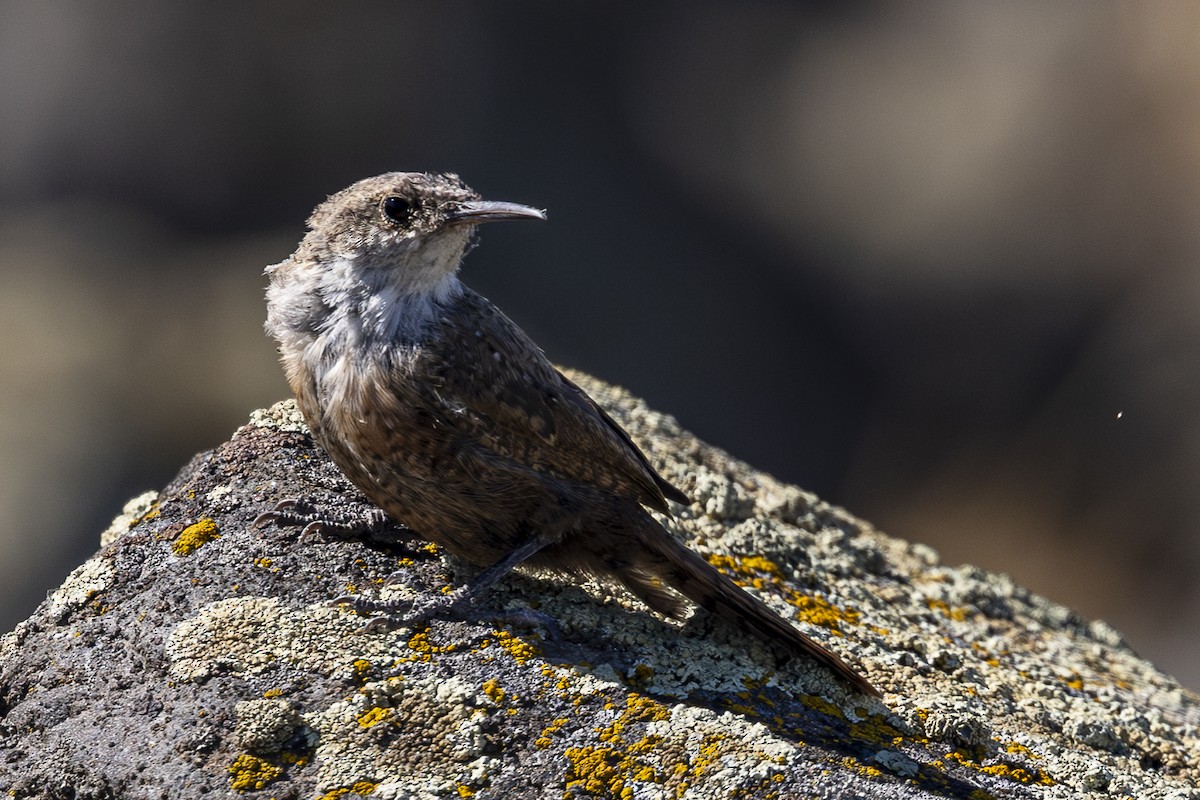 Canyon Wren - ML622678426