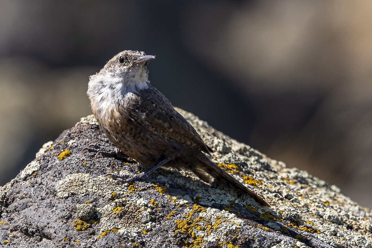 Canyon Wren - ML622678428