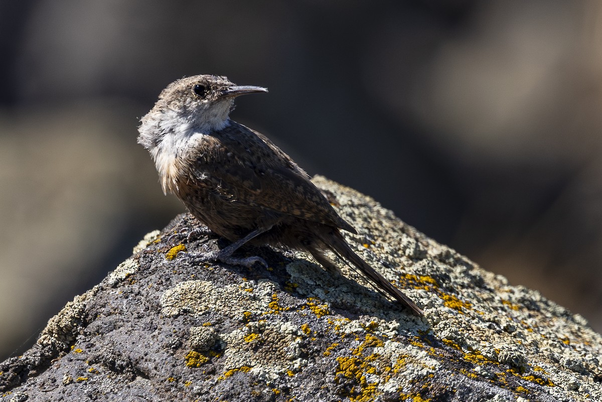 Canyon Wren - ML622678430