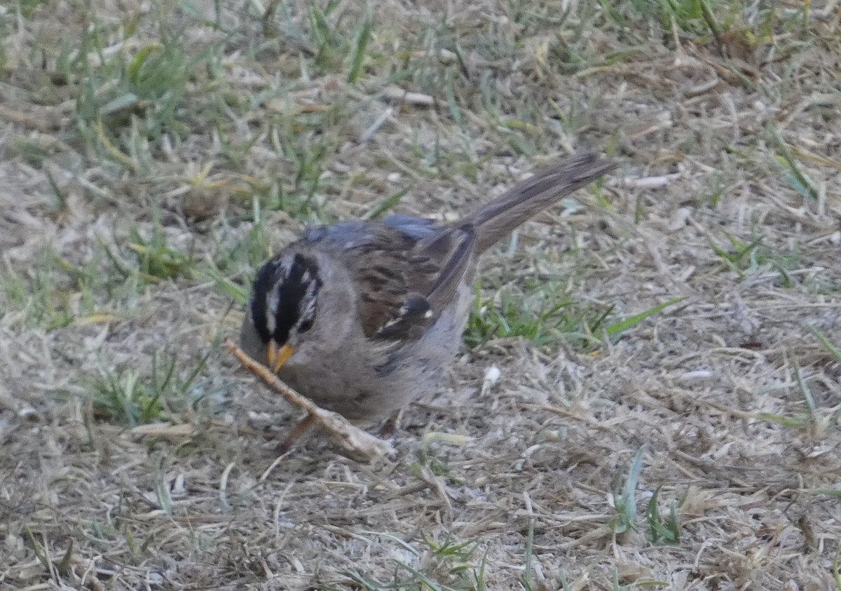 White-crowned Sparrow (nuttalli) - ML622678454