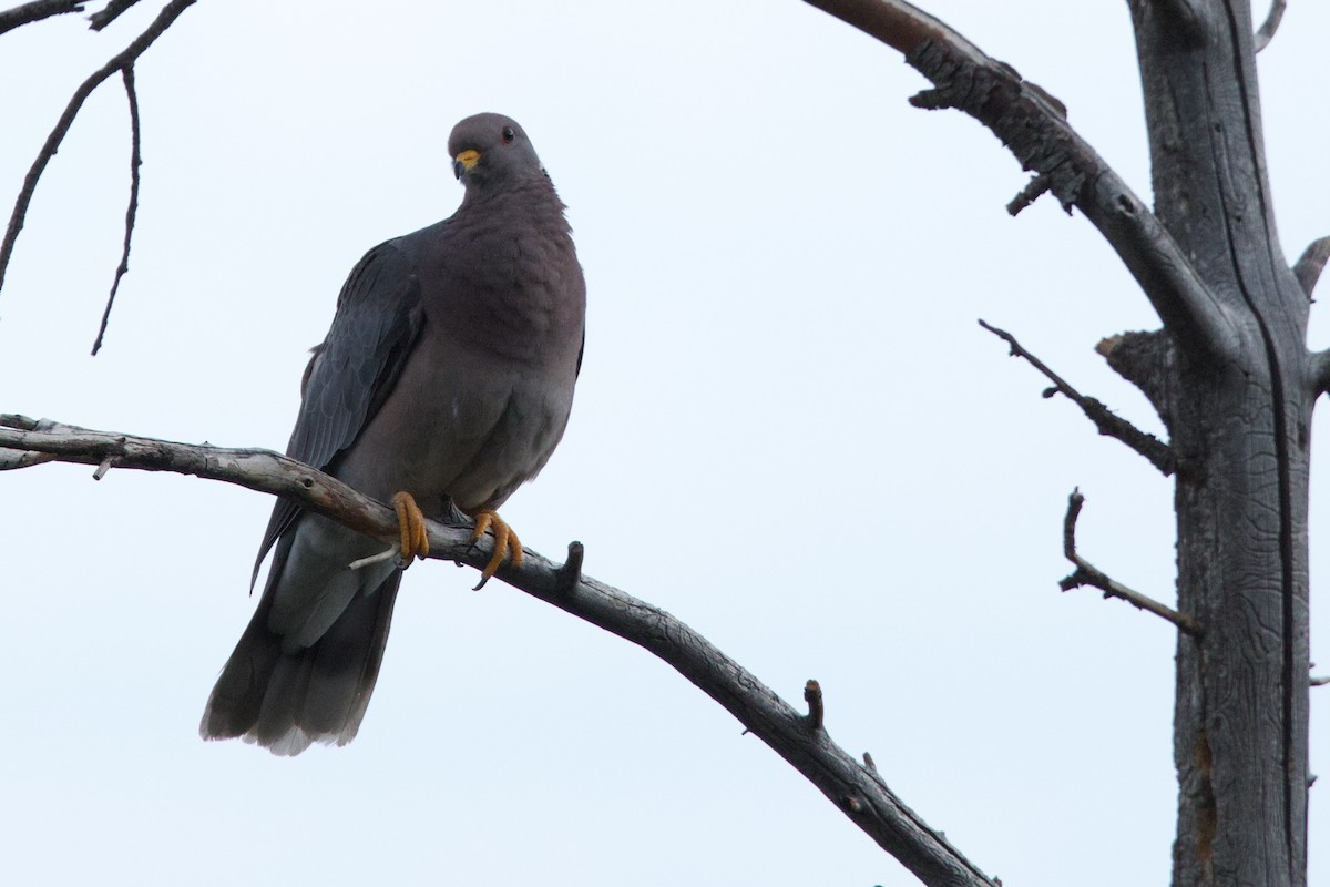 Band-tailed Pigeon - ML622678480