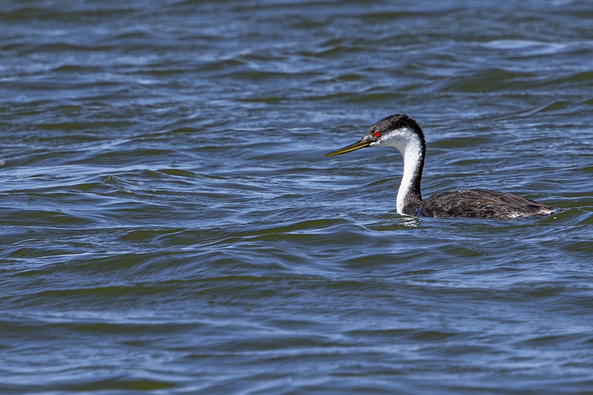 Western Grebe - ML622678484