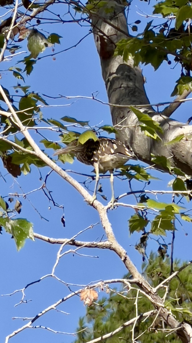 Black-crowned Night Heron (American) - ML622678498