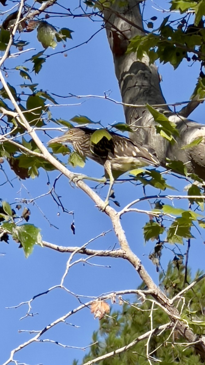 Black-crowned Night Heron (American) - ML622678499