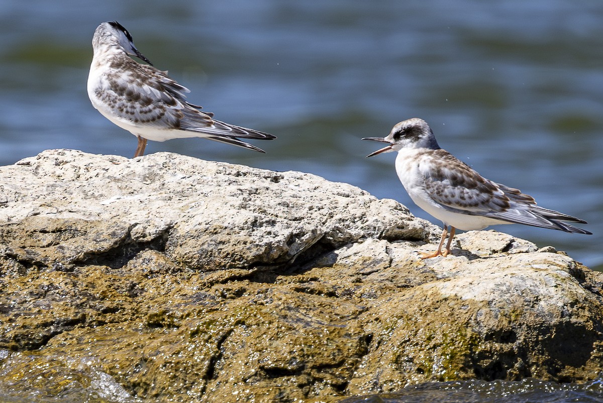 Forster's Tern - ML622678502