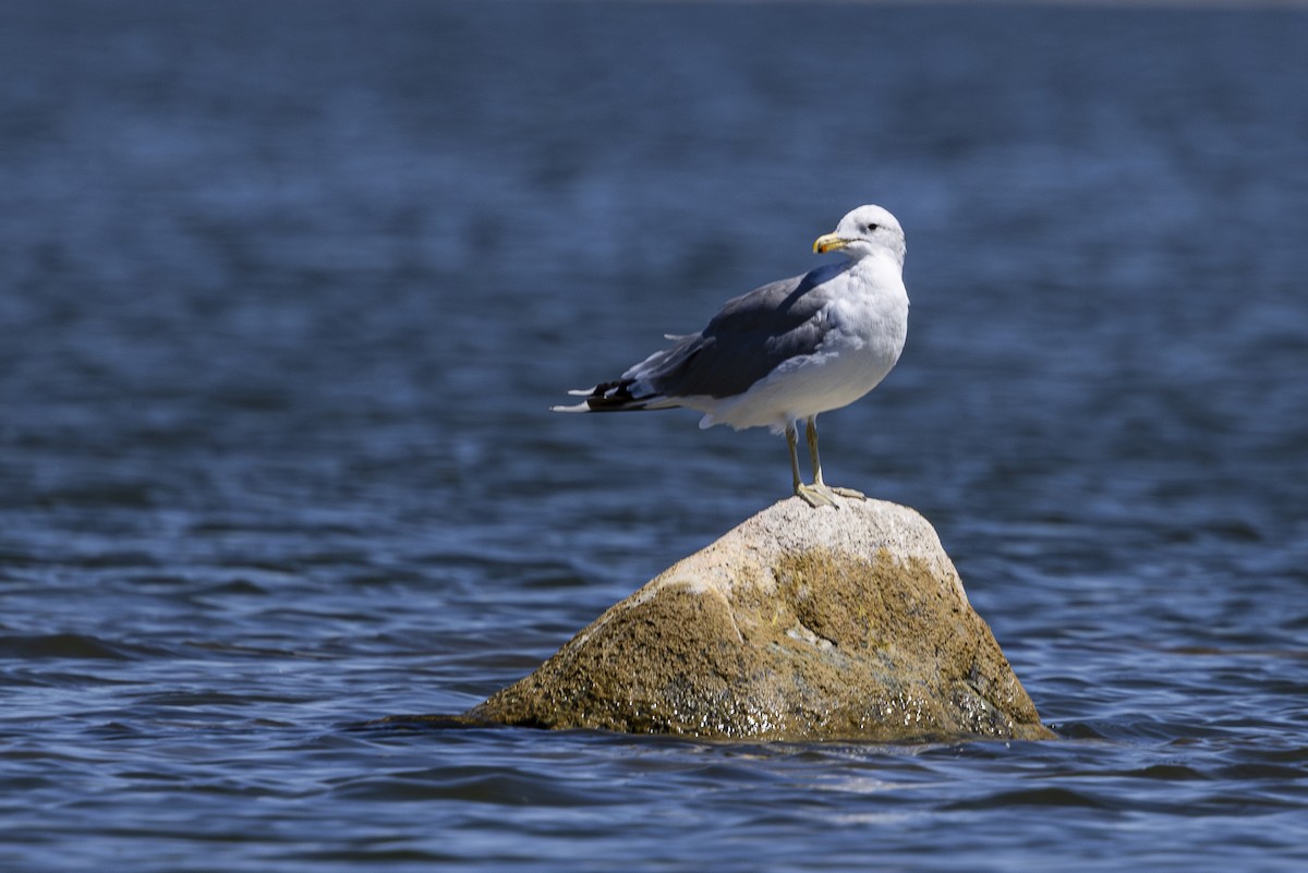 California Gull - ML622678510