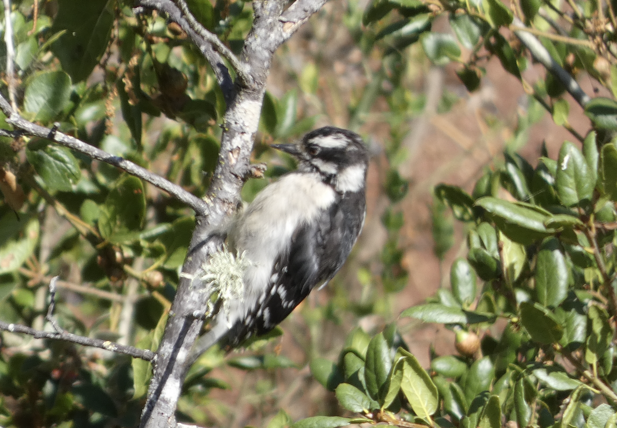 Downy Woodpecker (Pacific) - ML622678519