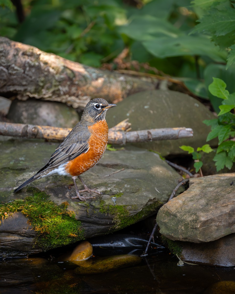 American Robin - ML622678527