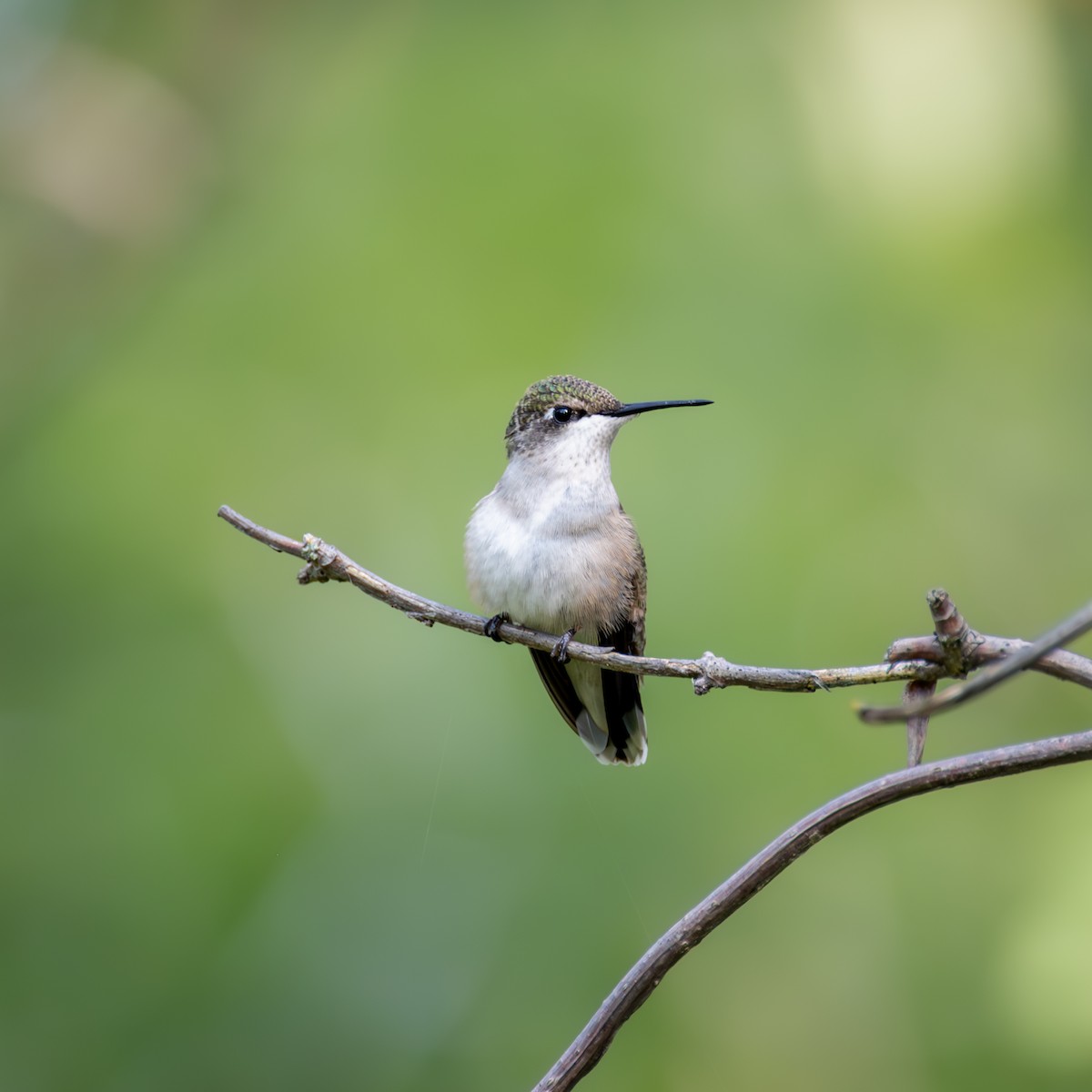 Ruby-throated Hummingbird - ML622678532