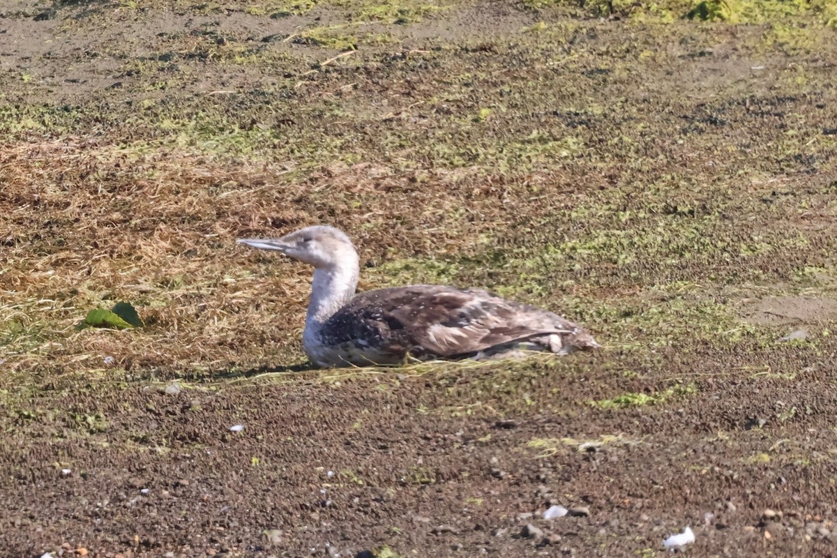Red-throated Loon - ML622678541