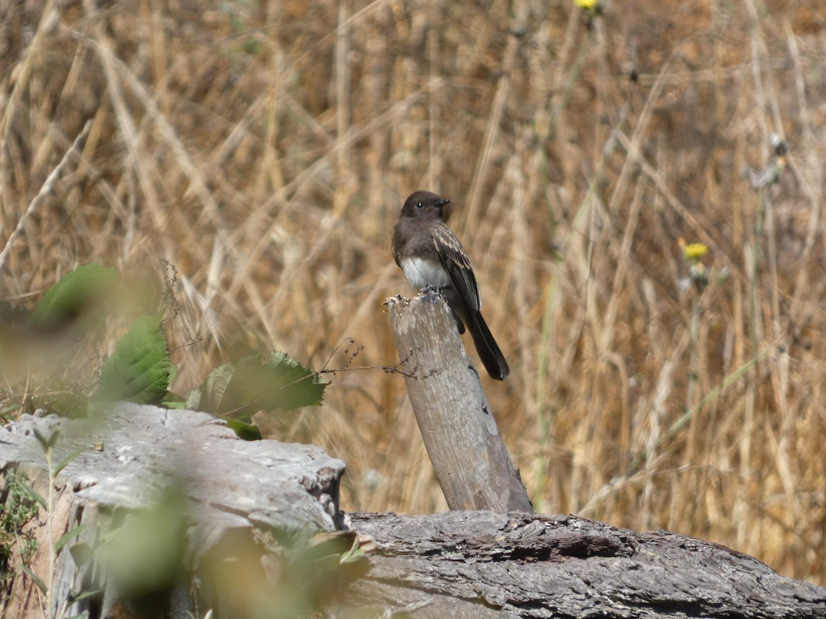 Black Phoebe (Northern) - ML622678556