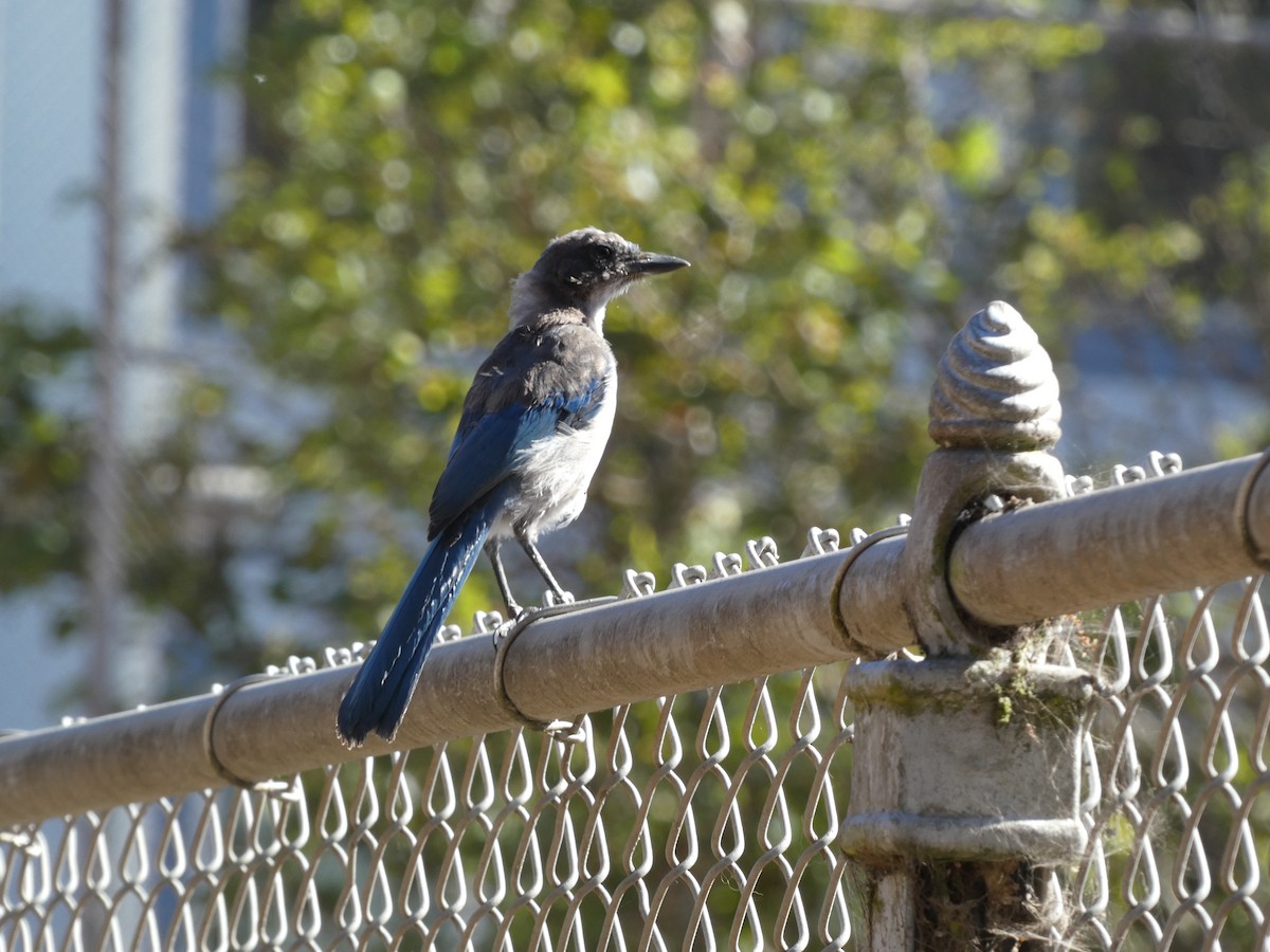 California Scrub-Jay - ML622678563