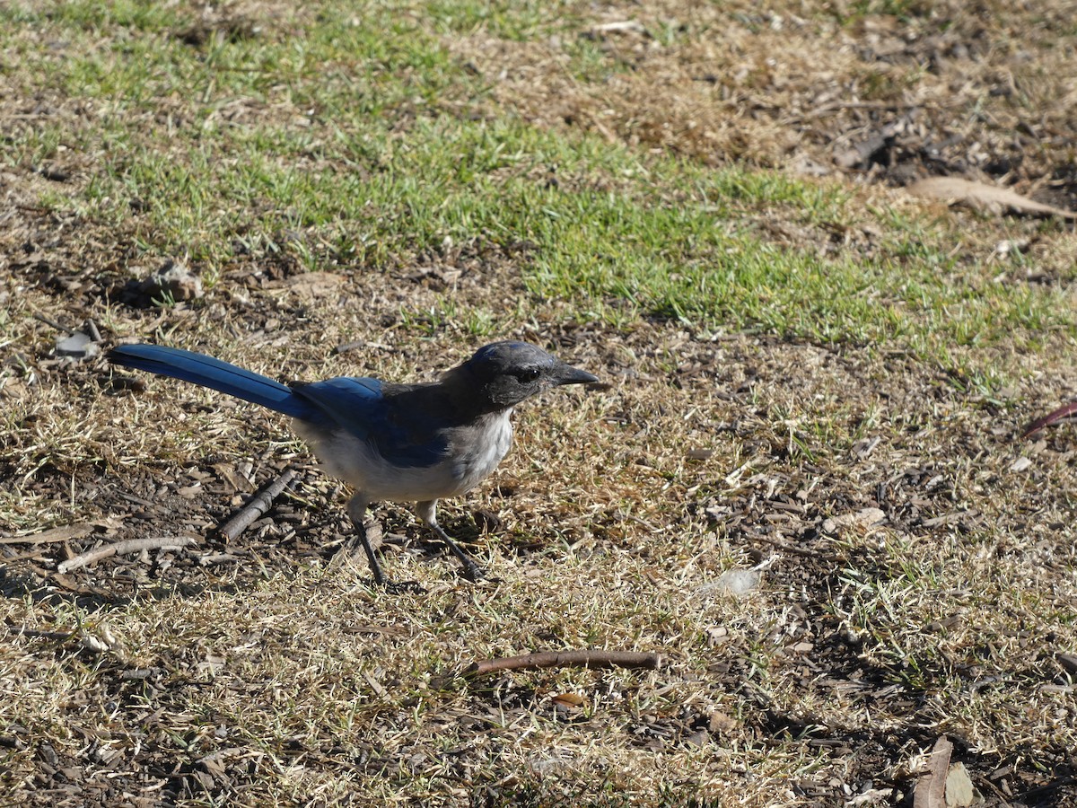 California Scrub-Jay - ML622678564