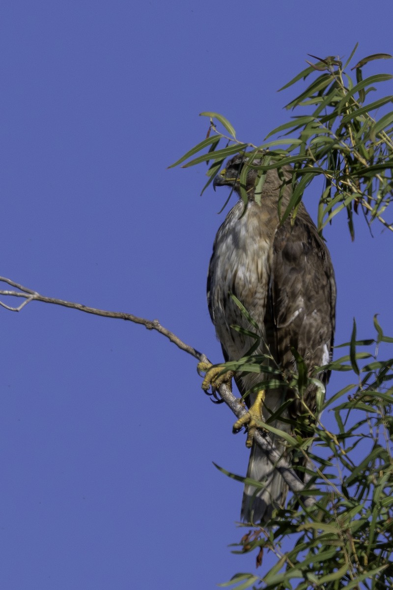 Swainson's Hawk - ML622678603