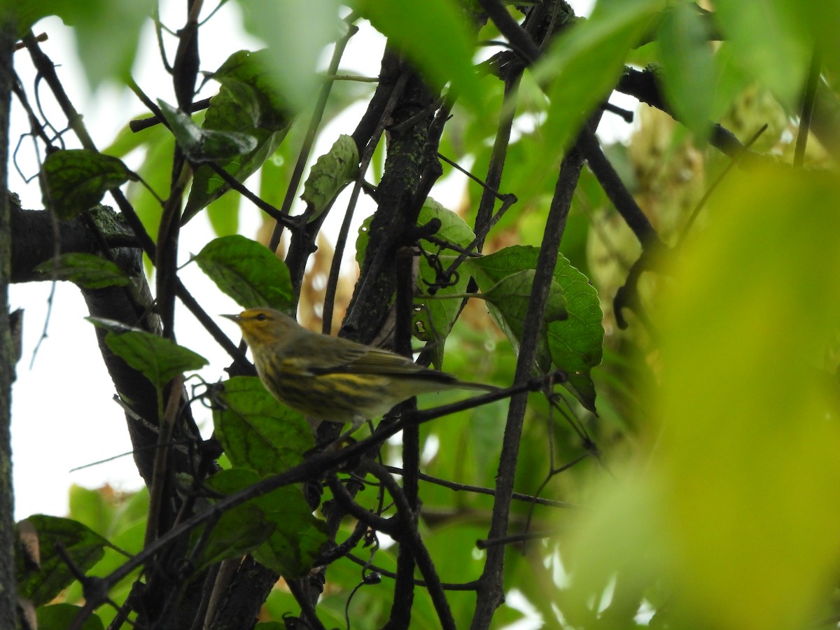 Cape May Warbler - ML622678643
