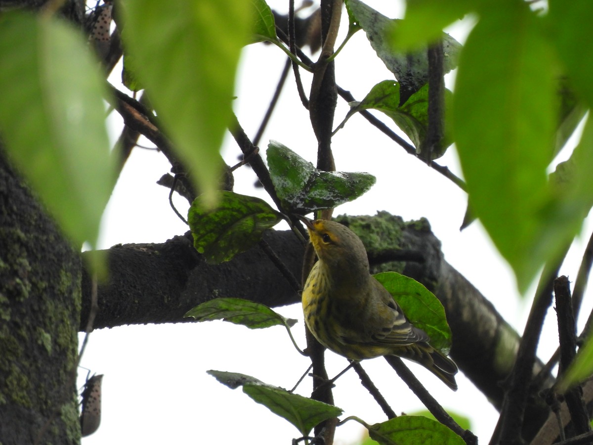 Cape May Warbler - ML622678646