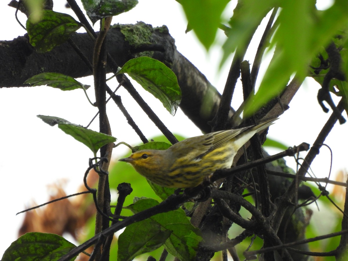 Cape May Warbler - ML622678653