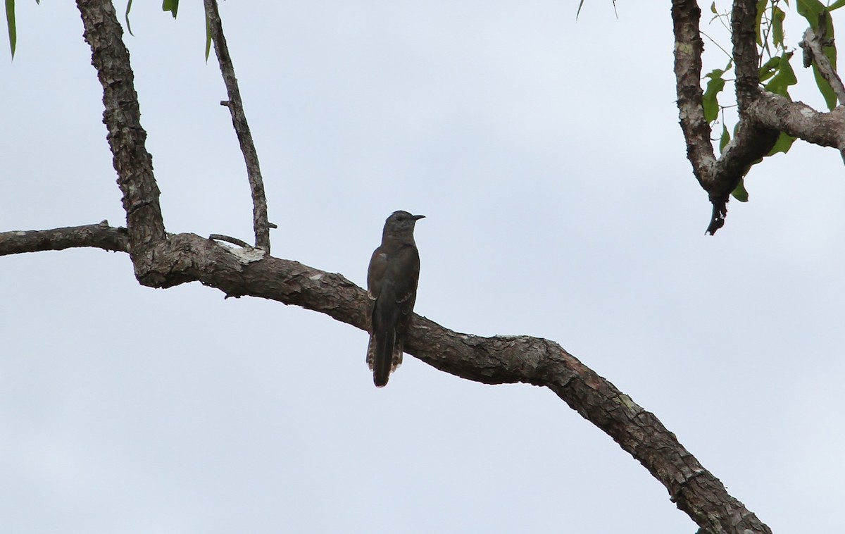 Brush Cuckoo - ML622678660