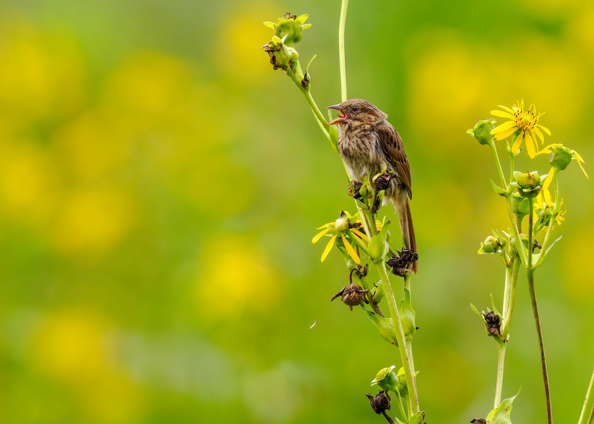 Song Sparrow - ML622678664