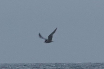 Aleutian Tern - ML622678680