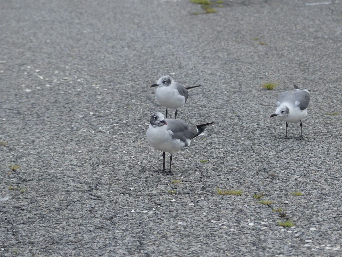 Laughing Gull - ML622678688