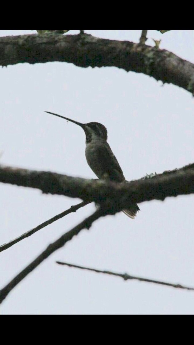 Plain-capped Starthroat - ML62267871